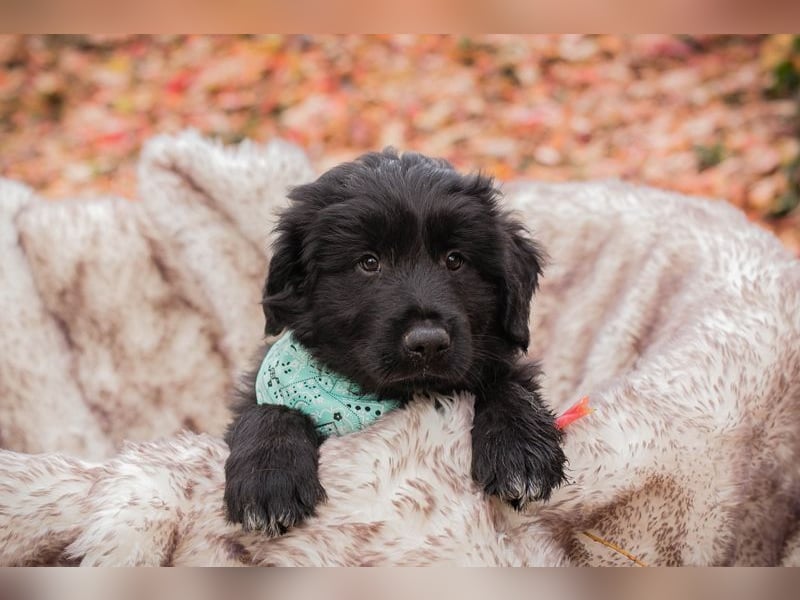 Welpe  Chip-Nr. 257133 - das goldige Kerlchen sucht ein liebes Für-Immer Zuhause!