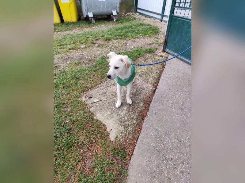 Welpe QUATRO - ich freue mich darauf mit meinen Menschen die Welt zu entdecken!