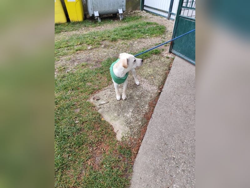 Welpe QUATRO - ich freue mich darauf mit meinen Menschen die Welt zu entdecken!