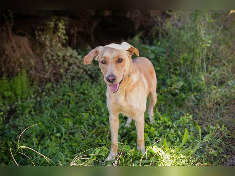 SVENJO - ich suche eine tolle Familie! SVENJO - ich suche eine tolle Familie!