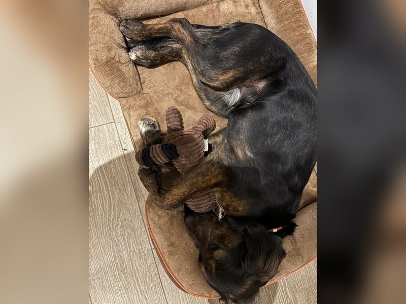 AKKI - das liebe, stürmische Kuschelmonster sucht eine unternehmungslustige, konsequente Familie