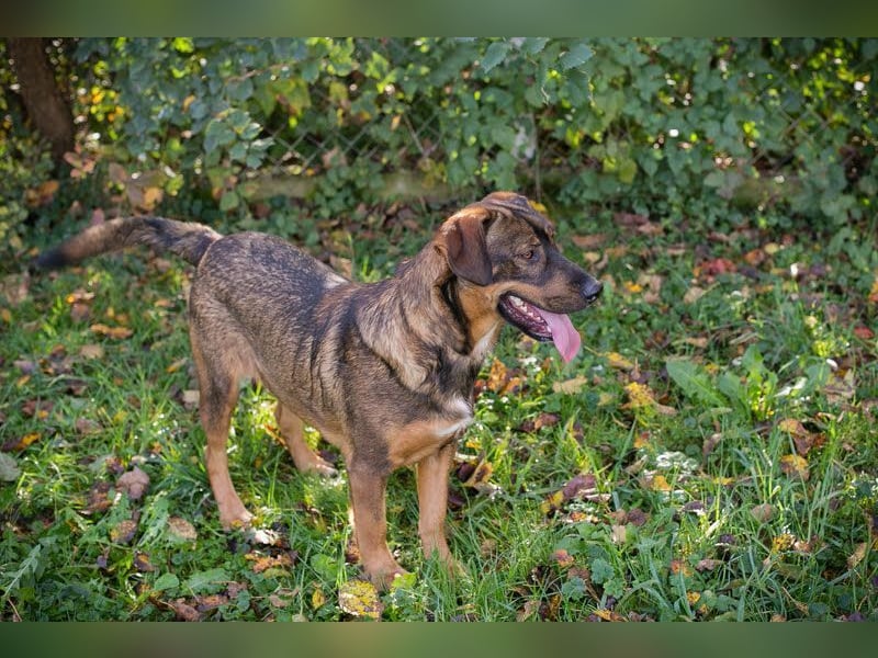 FREDDY - der liebe Rüde mag Menschen und Artgenossen sehr und liebt es, Ball zu spielen