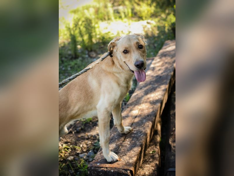 SVENJO - ich suche eine tolle Familie! SVENJO - ich suche eine tolle Familie!