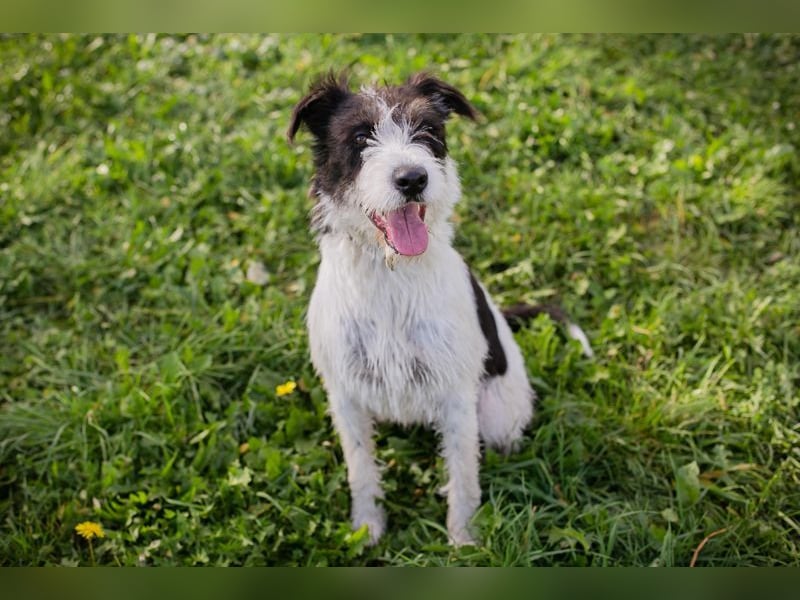 Name: Chip-Nr. 214352 - ich träume von einem eigenen Zuhause bei lieben Menschen! Name: Chip-Nr. 214352 - ich träume von einem eigenen Zuhause bei lieben Menschen!