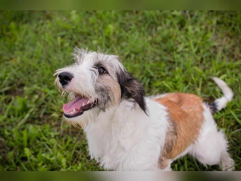 Welpe LENNY - dieses goldige Kerlchen sucht ein kuscheliges Plätzchen