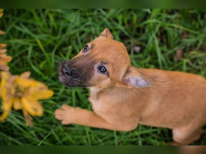 Welpe CLEO - ich bringe eine große Portion Leben und Frohsinn in euer Zuhause!