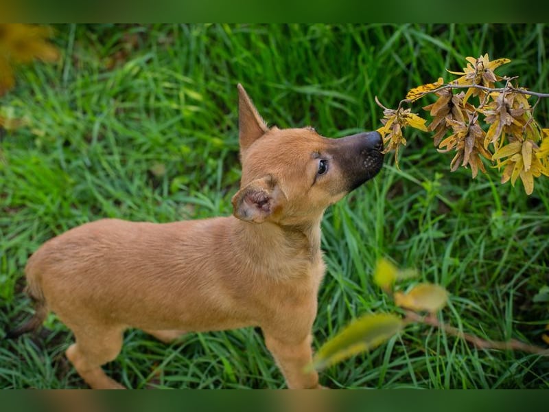 Welpe CLEO - ich bringe eine große Portion Leben und Frohsinn in euer Zuhause!