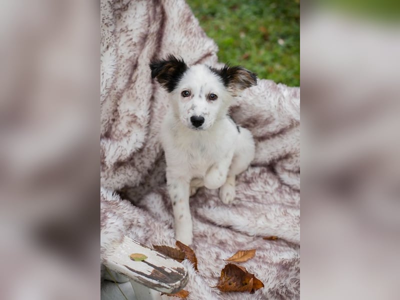 Welpe Chip Nr. 261872 - wenn ich groß bin möchte eine richtige Familienhündin sein!