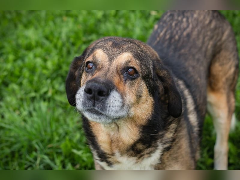 CASIMIR - der lustige, zufriedene und lernwillige ältere Rüde freut sich auf seine eigene Familie