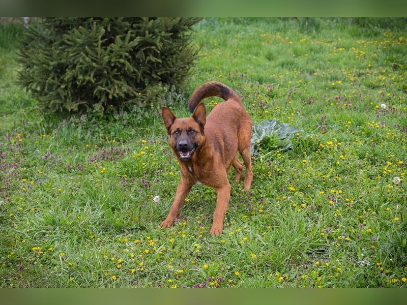 JONES - der hübsche Rüde sucht ein tolles Für-Immer Zuhause