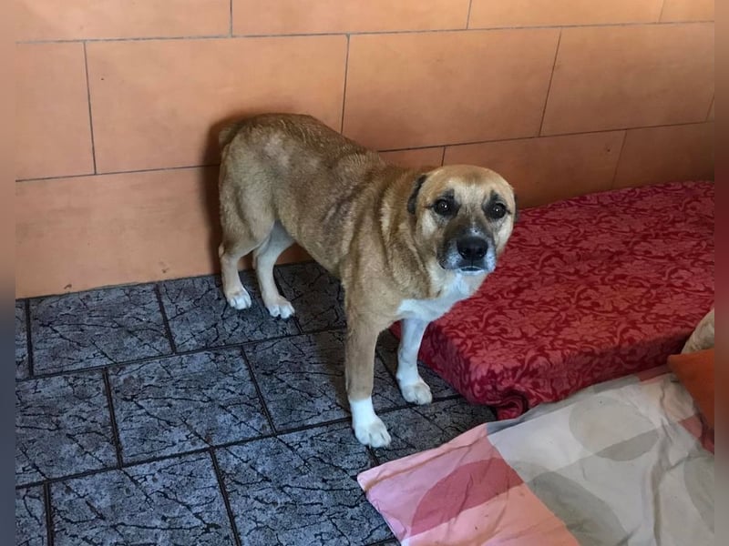 JARO - wer schenkt dem lieben Rüden ein tolles Zuhause?