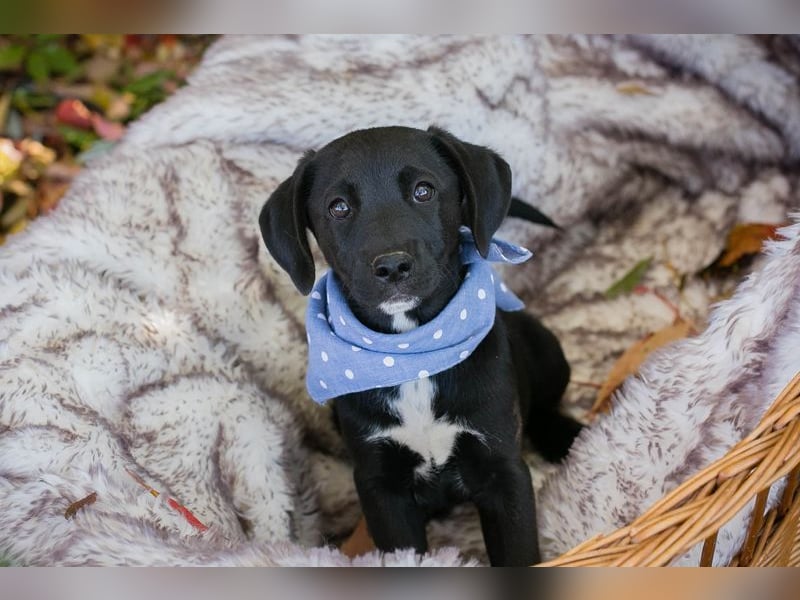 Welpe MERLIN - wenn ich groß bin möchte ich ein richtiger Familienhund sein!