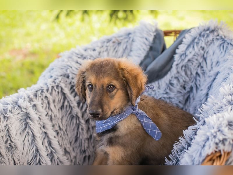 Welpe LUNI - wer möchte mit mir spielen, schmusen, lernen und schenkt mir ein Zuhause? Welpe LUNI - wer möchte mit mir spielen, schmusen, lernen und schenkt mir ein Zuhause?