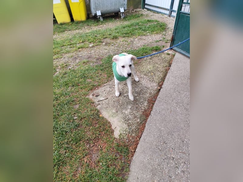 Welpe QUATRO - ich freue mich darauf mit meinen Menschen die Welt zu entdecken!