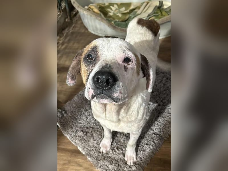 GUSTAV - der liebe Rüde sucht ein ruhigeres Zuhause bei einfühlsamen Menschen