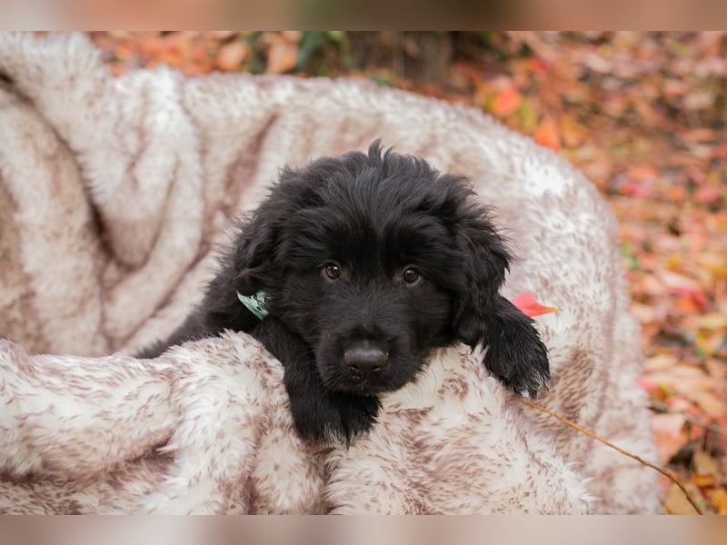 Welpe  Chip-Nr. 257133 - das goldige Kerlchen sucht ein liebes Für-Immer Zuhause!