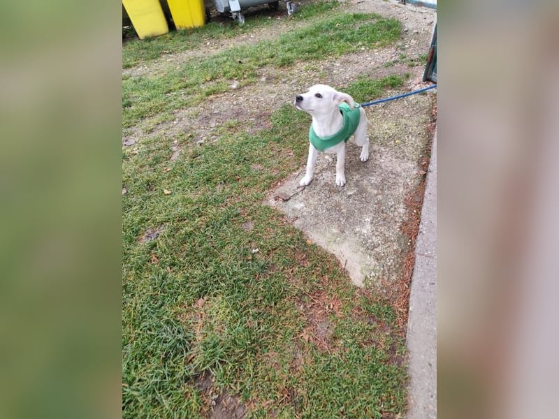 Welpe QUATRO - ich freue mich darauf mit meinen Menschen die Welt zu entdecken!