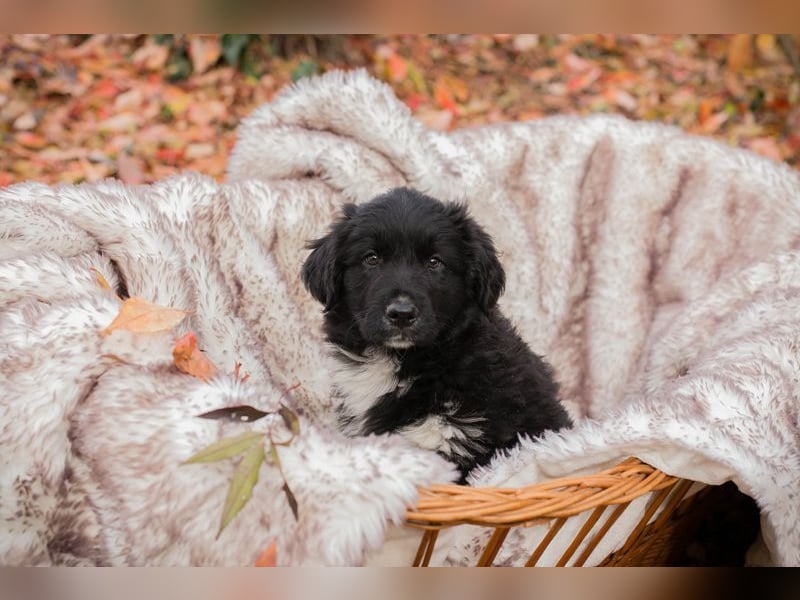 Welpe Chip-Nr. 255510 - der kleine Mann freut sich darauf, mit seinen Menschen die Welt zu entdecken