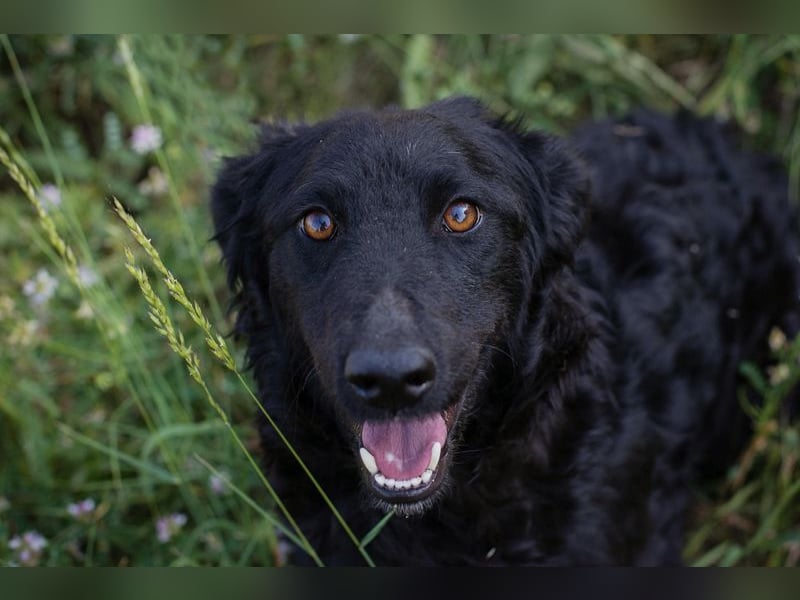 KESHA - die hübsche Maus träumt von einem glücklichen Hundeleben bei ihrer Familie