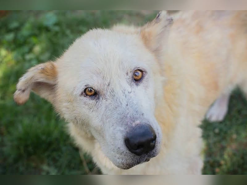 NOBBY - der herzensgute Senior wünscht sich noch ein liebes Zuhause und ein warmes Körbchen...