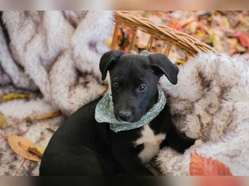 Welpe Chip-Nr. 274368 - Hallo du, schenkst du mir ein Zuhause?