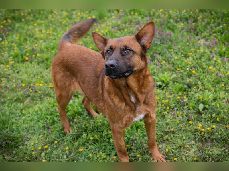 JONES - der hübsche Rüde sucht ein tolles Für-Immer Zuhause
