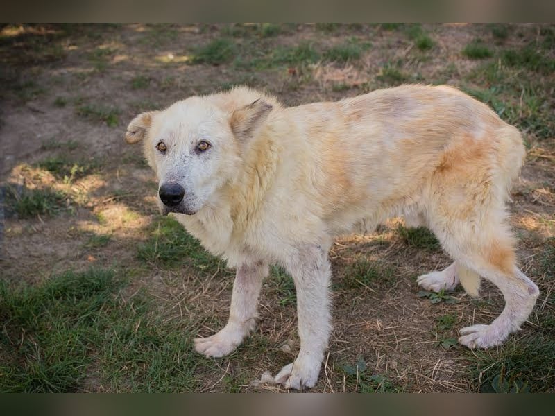 NOBBY - der herzensgute Senior wünscht sich noch ein liebes Zuhause und ein warmes Körbchen...