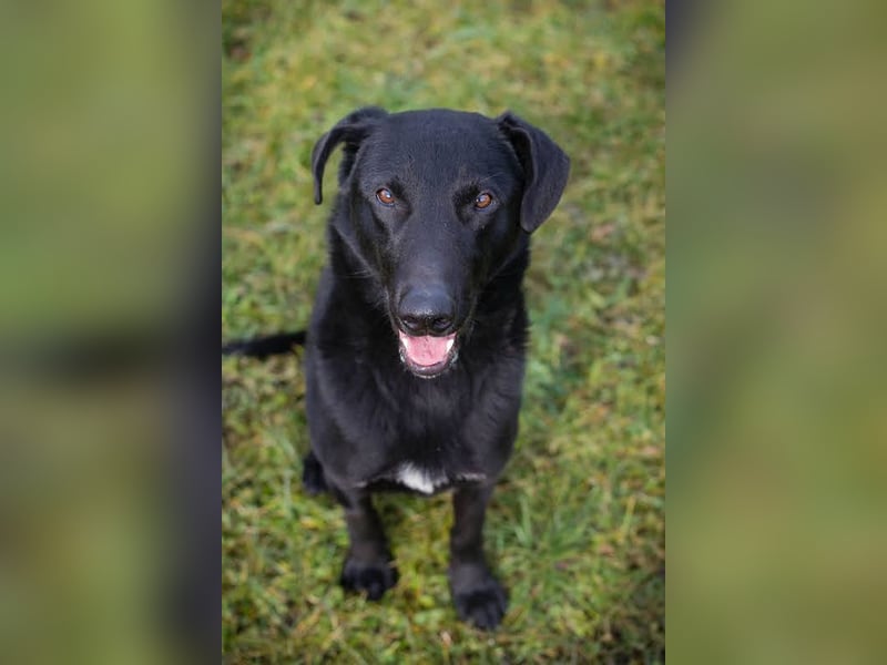 CASSIUS - der freundliche, aber noch etwas schüchterne Rüde sucht Menschen, die das Eis brechen