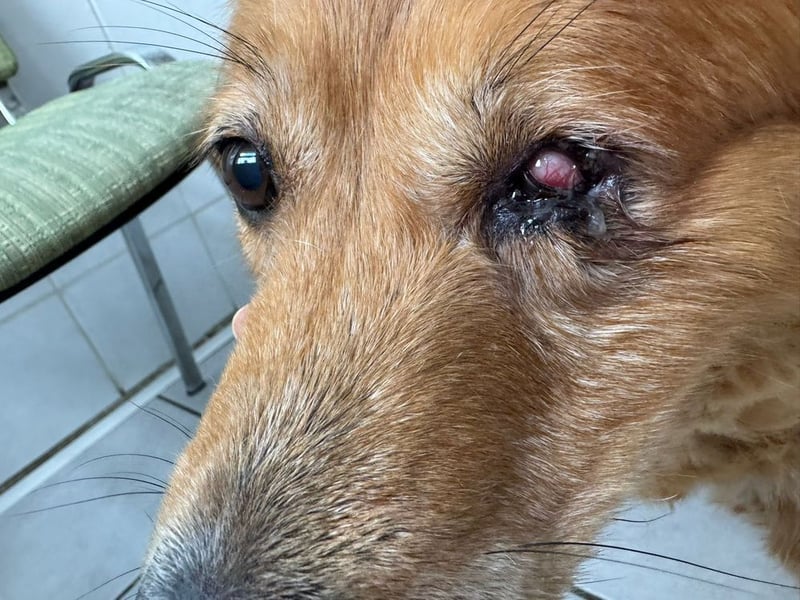 PI - ich freue mich auf liebevolles Für-Immer Zuhause!