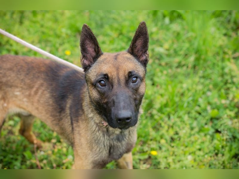 KARLSON - der aufgeschlossene und neugierige Rüde freut sich auf Menschen mit Führungsqualitäten