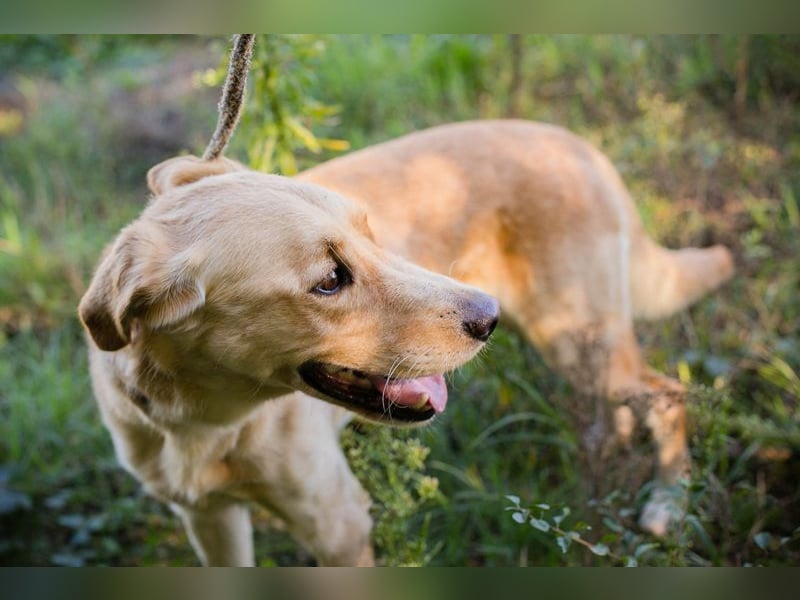 SVENJO - ich suche eine tolle Familie! SVENJO - ich suche eine tolle Familie!