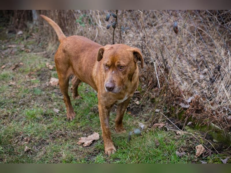 LIO - der hübsche Rüde möchte mit seiner Familie die Welt entdecken!