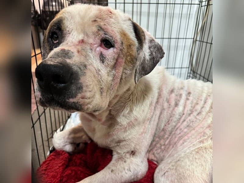 GUSTAV - der liebe Rüde sucht ein ruhigeres Zuhause bei einfühlsamen Menschen