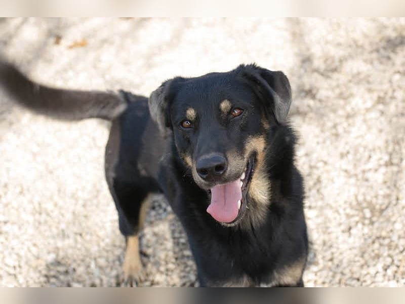 EMO - der zurückhaltende, liebe Rüde mag Spaziergänge und sucht eine hundeerfahrene Familie