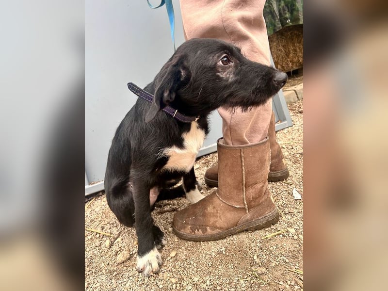 Welpe PAULI - der verspielte und aktive Welpe freut sich auf Menschen, die ihm die Welt zeigen!