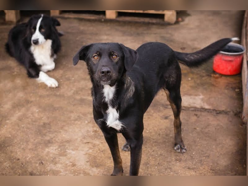 GWEN - die liebe, noch etwas schüchterne Hündin, möchte gerne Zweithund sein