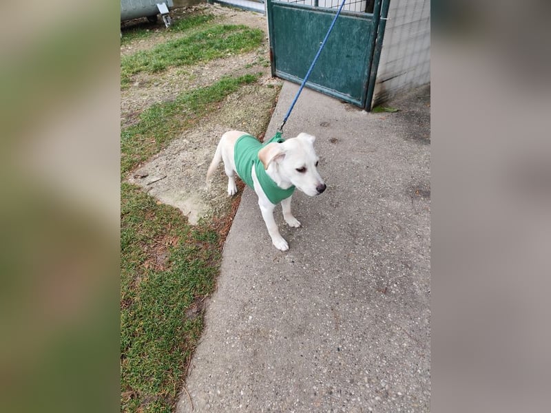 Welpe QUATRO - ich freue mich darauf mit meinen Menschen die Welt zu entdecken!