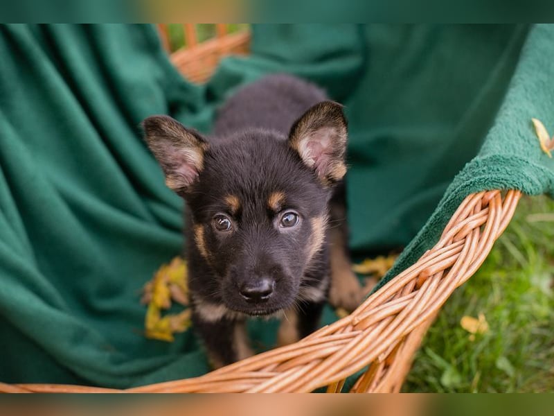 Welpe HANK - der kleine Racker sucht ein liebevolles Für-Immer Zuhause