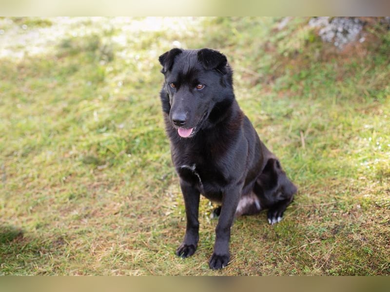 DUSTY - der aufgeschlossene und freundliche Rüde freut sich auf ein tolles Für-Immer Zuhause