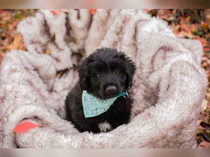 Welpe  Chip-Nr. 257133 - das goldige Kerlchen sucht ein liebes Für-Immer Zuhause!