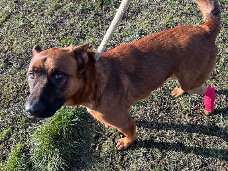 JONES - der hübsche Rüde sucht ein tolles Für-Immer Zuhause