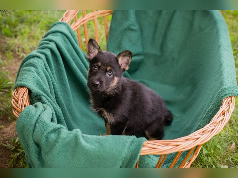 Welpe HANK - der kleine Racker sucht ein liebevolles Für-Immer Zuhause