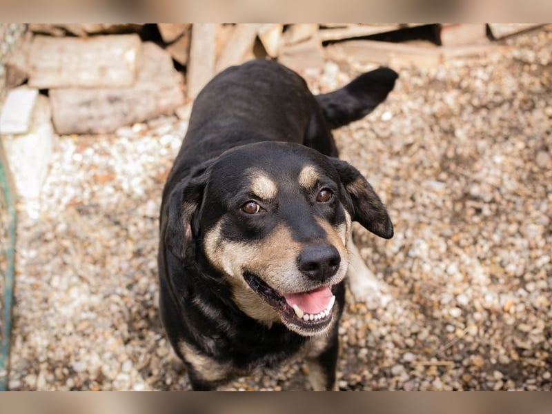 JAX - wer zeigt dem gemütlichen, zugänglichen und braven Rüden, wie schön das Leben sein kann?