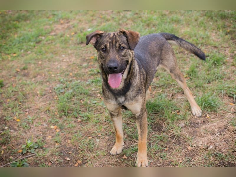 DOBBY - der aktive und verspielte Rüde möchte mit seinen Menschen spielen, toben, lernen..