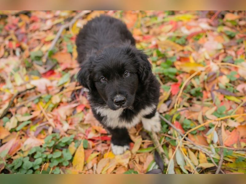 Welpe Chip-Nr. 255510 - der kleine Mann freut sich darauf, mit seinen Menschen die Welt zu entdecken