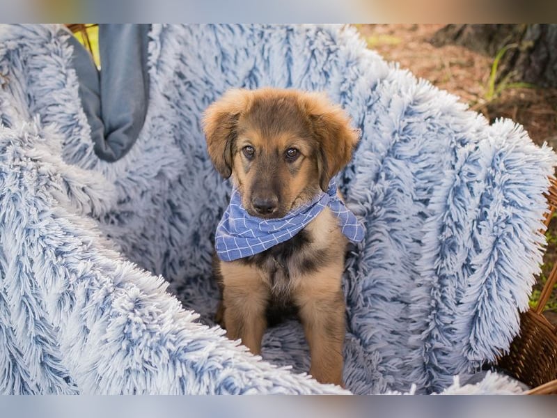 Welpe LUNI - wer möchte mit mir spielen, schmusen, lernen und schenkt mir ein Zuhause? Welpe LUNI - wer möchte mit mir spielen, schmusen, lernen und schenkt mir ein Zuhause?