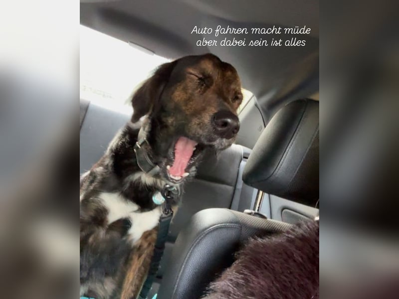 AKKI - das liebe, stürmische Kuschelmonster sucht eine unternehmungslustige, konsequente Familie