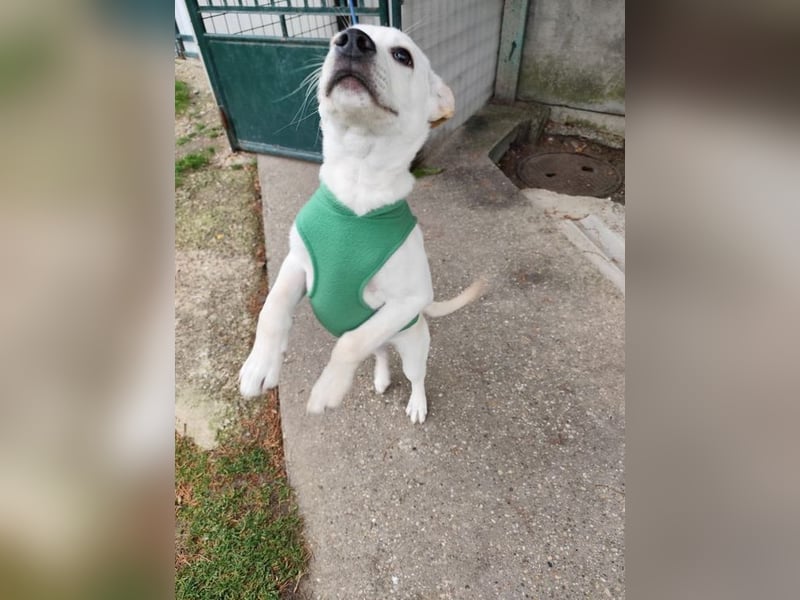 Welpe QUATRO - ich freue mich darauf mit meinen Menschen die Welt zu entdecken!