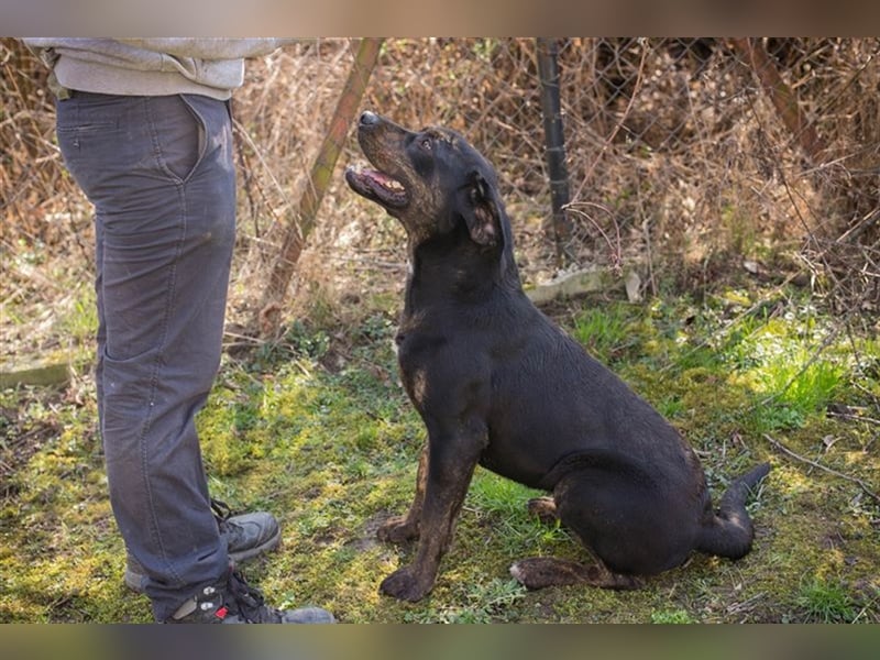 Chip-Nr. 181477 - das hübsche Hundemädchen sucht Menschen, die mit ihr kuscheln und lernen