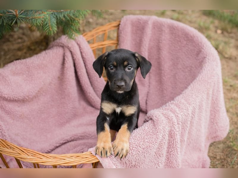 Welpe LUCY - wenn ich groß bin möchte ich eine richtige Familienhündin sein!
